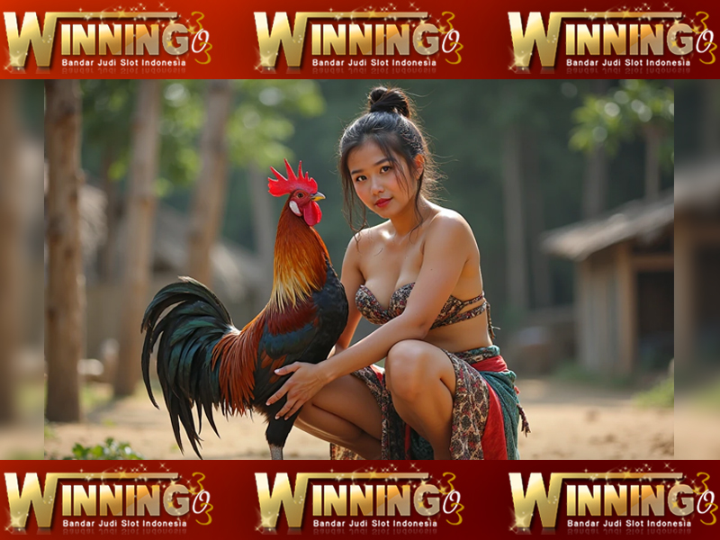 Mengenal Lebih Jauh Sabung Ayam di Indonesia